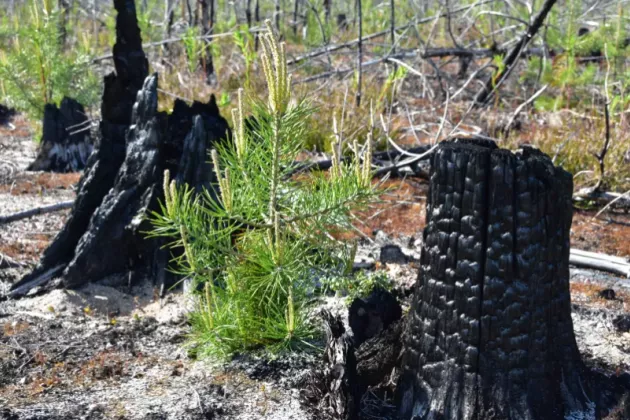 Blazed tree trunks with recovering trees in its surroundings