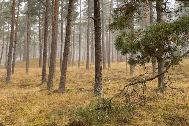 Skog med träd täckta av dimma. Foto.